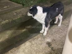 Отдадим в хорошие руки