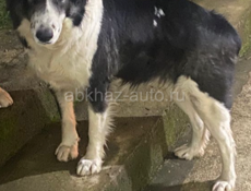 Отдадим в хорошие руки