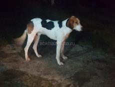 Потерялись две собаки в раиене чыруы хабуы просьба кто увидит сообщить по 9454595