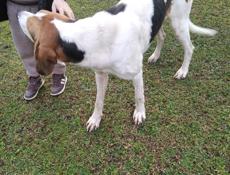 Потерялись две собаки в раиене чыруы хабуы просьба кто увидит сообщить по 9454595