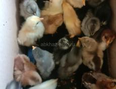 Цыплята на продажу по 180 руб 