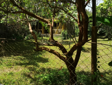 25 соток и недостроенный дом Мачара