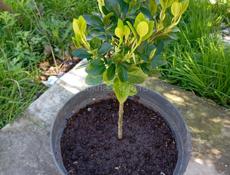 Вечнозелёные декоративные растения