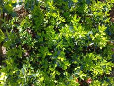 Вечнозелёные декоративные растения