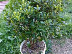 Вечнозелёные декоративные растения