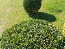 Вечнозелёные декоративные растения