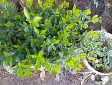 Вечнозелёные декоративные растения