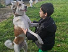 Потерялась собака 