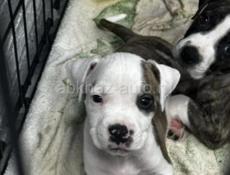 ЩЕНКИ СТАФФОРДШИРСКОГО ТЕРЬЕРА 