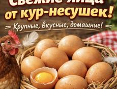 Яйца кур-несушек