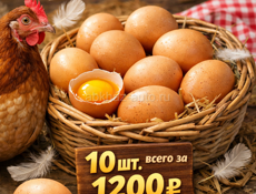 Яйца кур-несушек