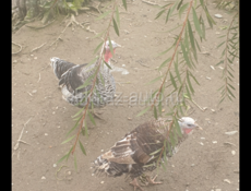 Продаю по 3.000 р 