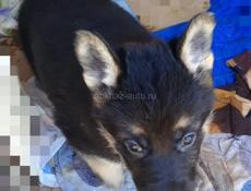 Немецкая овчарка