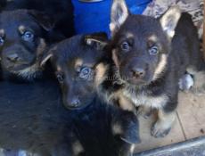 Немецкая овчарка