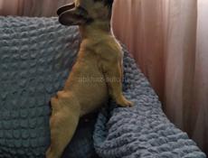 Французский бульдог