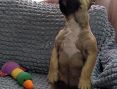Французский бульдог