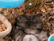 Продам Джунгарских хомяков 