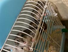 Продам Джунгарских хомяков 