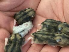 Продам Джунгарских хомяков 