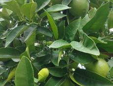 Продаётся жилой дом на ВИЭМе