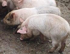 Продаю поросят больше месяца 