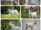 Продам оптом коз