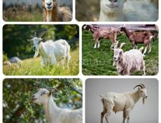 Продам оптом коз