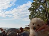 Мальтипу, той пудели и карликовые пудели