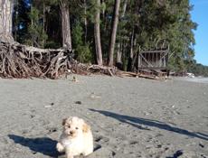 Мальтипу, той пудели и карликовые пудели