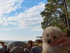 Мальтипу, той пудели и карликовые пудели