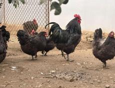 Продаюся петухи и куры джерсидский гигант 