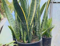 Сансевиерия