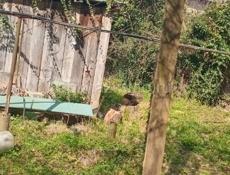 Срочная продажа ❗❗❗