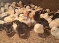  Продам Циплята