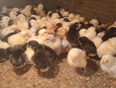  Продам Циплята