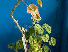 Денежное дерево, Герань, Алоэ 