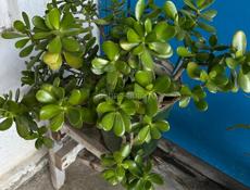 Денежное дерево, Герань, Алоэ 