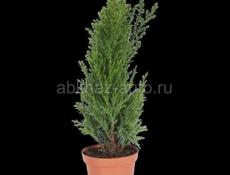 Звонить или писать на вотсап 7752026 Прощаются туи в ограниченном количестве 350 р /шт