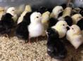 Породистые цыплята