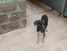 В добрые руки❗️