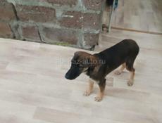 В добрые руки❗️