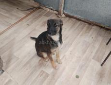 В добрые руки❗️