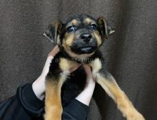 В добрые руки❗️