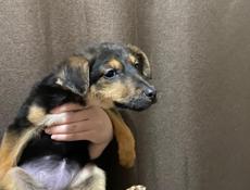 В добрые руки❗️