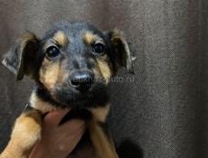 В добрые руки❗️