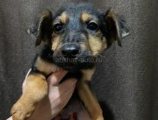 В добрые руки❗️