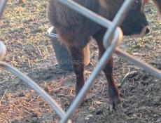 Бычки 55 60 кг чёрный 50 т р красный 40 кг 35 т р асталные по телефону