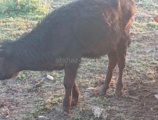 Бычки 55 60 кг чёрный 50 т р красный 40 кг 35 т р асталные по телефону