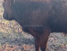 Бычки 55 60 кг чёрный 50 т р красный 40 кг 35 т р асталные по телефону