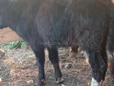Бычки 55 60 кг чёрный 50 т р красный 40 кг 35 т р асталные по телефону